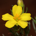 Hibbertia hibbertioides - Photo (c) Tim Hammer, some rights reserved (CC BY), uploaded by Tim Hammer