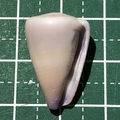 Conus flavidus