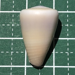 Conus flavidus