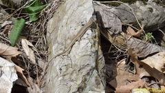 Podarcis muralis albanica