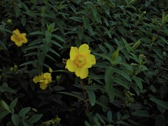 Hypericum × hidcoteense