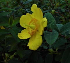Hypericum × hidcoteense