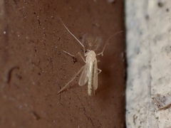 Chironomus plumosus