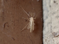 Chironomus plumosus