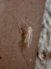 Chironomus plumosus
