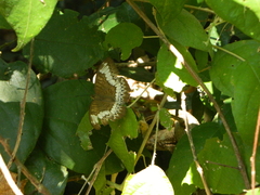 Tanaecia trigerta