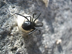 Latrodectus thoracicus