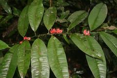 Heisteria cauliflora