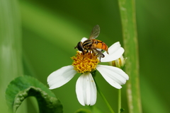 Mesembrius bengalensis