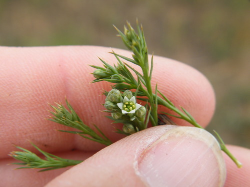 Image of Thesium costatum by (c) Antoinette Eyssell Knox, some rights reserved (CC BY-SA)