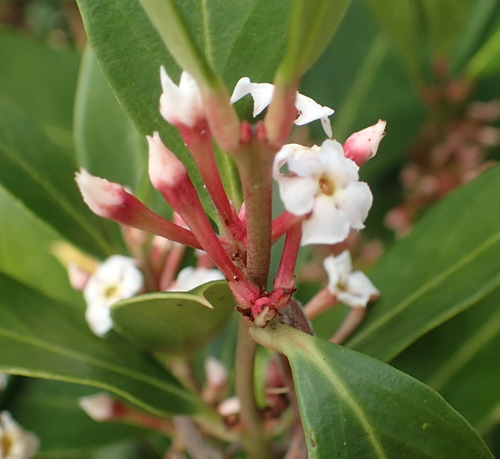 Image of Acokanthera oppositifolia by (c) Nicola van Berkel, some rights reserved (CC BY-SA)
