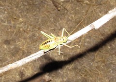 Neocallicrania miegii