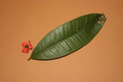 Heisteria cauliflora