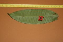 Heisteria cauliflora