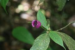 Palicourea urceolata