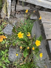 Scorzoneroides autumnalis