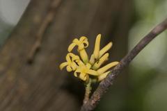 Paypayrola guianensis