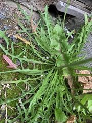 Scorzoneroides autumnalis