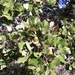 Quercus × auzandrii - Photo (c) Carlos Bernal, μερικά δικαιώματα διατηρούνται (CC BY-NC), uploaded by Carlos Bernal