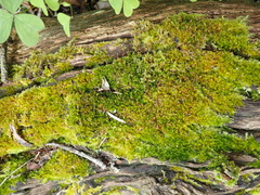 Sematophyllum