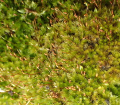 Sematophyllum
