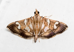 Chabula telphusalis