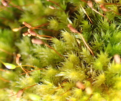 Sematophyllum