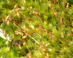 Sematophyllum