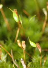 Sematophyllum
