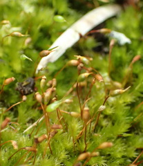 Sematophyllum