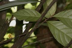 Paypayrola guianensis