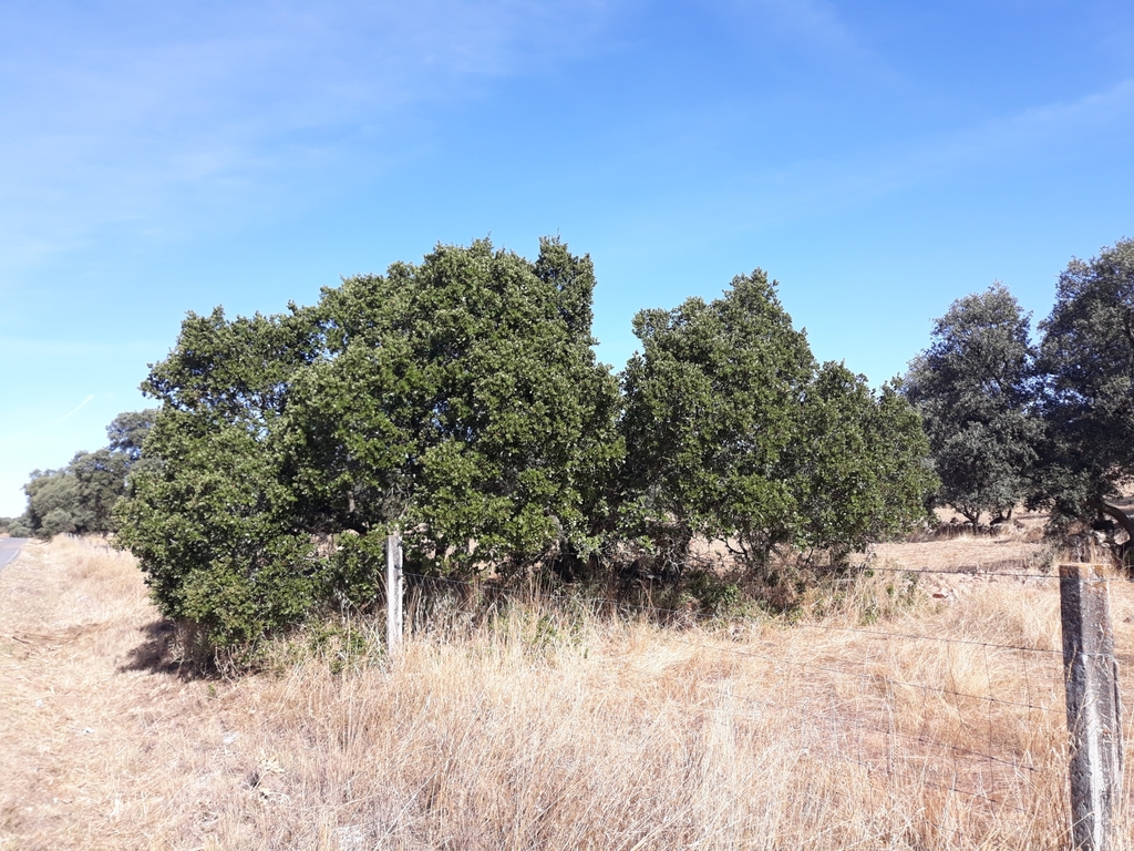 Ilex oaks