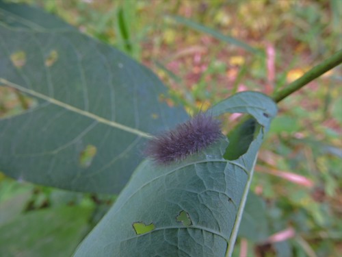 Delicate Cycnia Moth photo 5