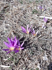 Colchicum filifolium