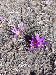Colchicum filifolium