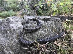 Gloydius himalayanus