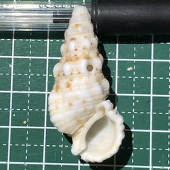 Cerithium echinatum