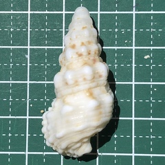 Cerithium echinatum