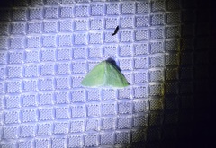 Synchlora faseolaria