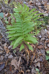 Pentarhizidium orientale