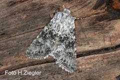 Polymixis xanthomista