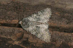 Polymixis xanthomista