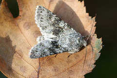 Polymixis xanthomista