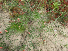 Indigofera candicans