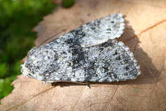 Polymixis xanthomista