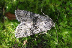 Polymixis xanthomista