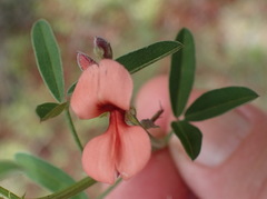 Indigofera candicans