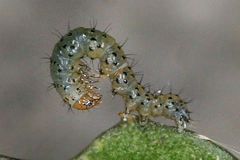 Polymixis xanthomista