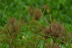 Cyperus pilosus