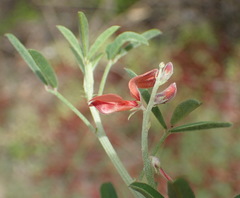 Indigofera candicans